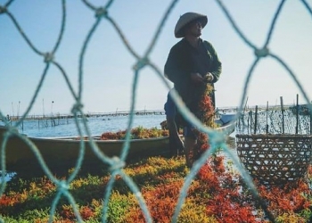 Di Nusa Penida, Ketika Pariwisata “Menghegemoni”, ke Mana Generasi Petani Rumput Laut?
