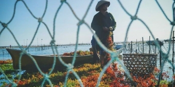 Di Nusa Penida, Ketika Pariwisata “Menghegemoni”, ke Mana Generasi Petani Rumput Laut?