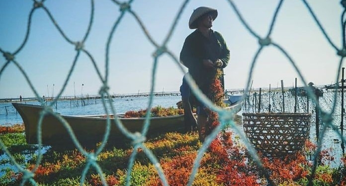 Di Nusa Penida, Ketika Pariwisata “Menghegemoni”, ke Mana Generasi Petani Rumput Laut?