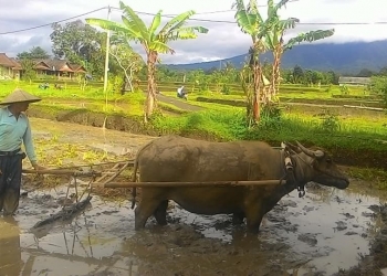 Kampus Merdeka Untuk Desa