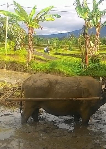 Kampus Merdeka Untuk Desa