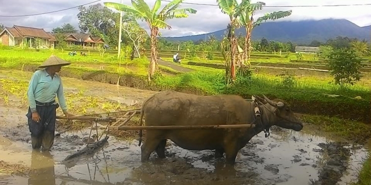 Kampus Merdeka Untuk Desa