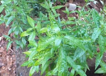 Sambiroto, Si Pahit dengan Khasiat Melimpah