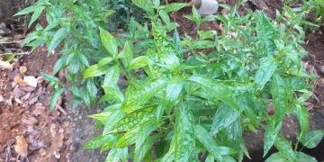 Sambiroto, Si Pahit dengan Khasiat Melimpah