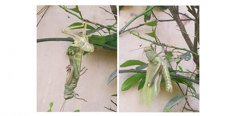 Nyepi, Belajar pada Belalang “Makules”