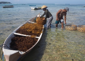 Lempar “Bom” Benih, Mempraktikkan Cara Hidup Ekologis di Nusa Penida