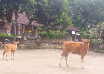 Covid-19, Siswa Belajar di Rumah, Sapi Masuk Sekolah, dan Renungan Sekolah Alam
