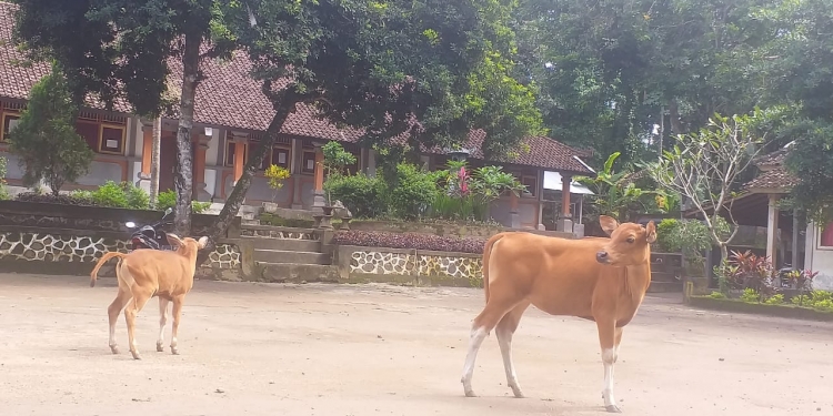 Covid-19, Siswa Belajar di Rumah, Sapi Masuk Sekolah, dan Renungan Sekolah Alam
