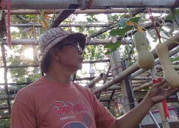 Di “Teba” Ada “Butternut Squash”, Merambatlah Harapan dari Belakang Rumah