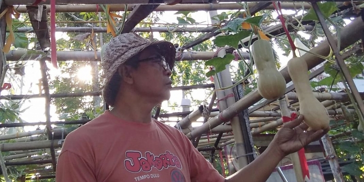 Di “Teba” Ada “Butternut Squash”, Merambatlah Harapan dari Belakang Rumah