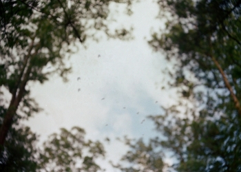 Ia Menyepi Seperti Pohon Tua