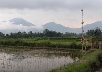 Ketahanan Pangan ala Petani di Alam Subak Ganggangan yang Damai