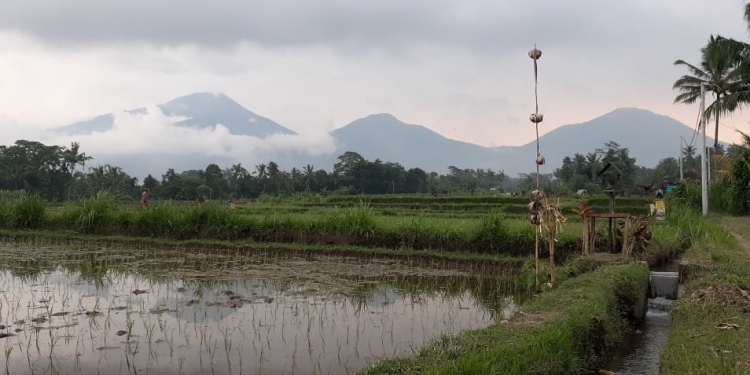 Ketahanan Pangan ala Petani di Alam Subak Ganggangan yang Damai