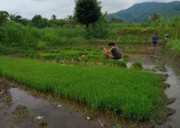 Belajar di Rumah, Belajar Menanam Padi