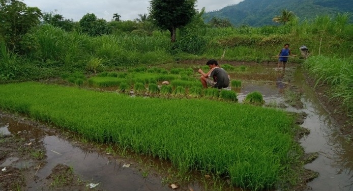 Belajar di Rumah, Belajar Menanam Padi