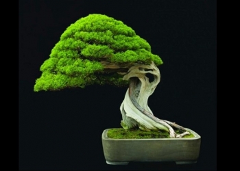 Bonsai: Seni, Botani, dan Boleh Sekadar Ikut-Ikutan – [1]