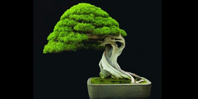 Bonsai: Seni, Botani, dan Boleh Sekadar Ikut-Ikutan – [1]