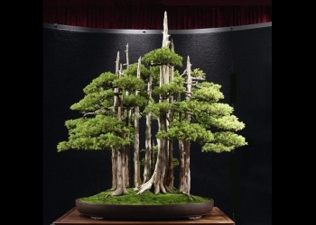 Bonsai: Tentang Memahami Pohon – [2]