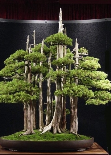 Bonsai: Tentang Memahami Pohon – [2]