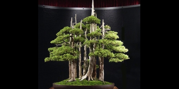 Bonsai: Tentang Memahami Pohon – [2]