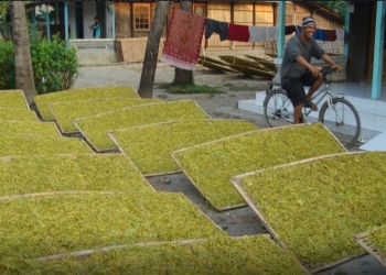 Luhurnya Cita Rasa Tembakau Bondowoso