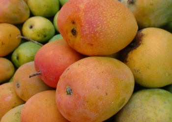 Poh Lembongan, Mangga Khas Nusa Penida — Riwayatmu Kini