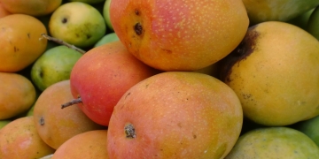 Poh Lembongan, Mangga Khas Nusa Penida — Riwayatmu Kini