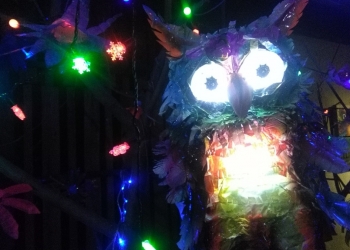 Kelangkaan Burung Hantu di Bali