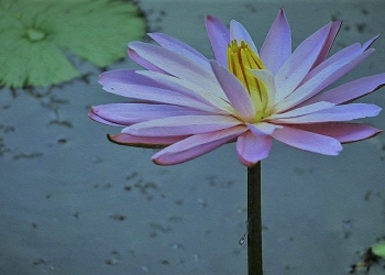 Peleburan Dosa Ala Buddha