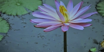 Peleburan Dosa Ala Buddha
