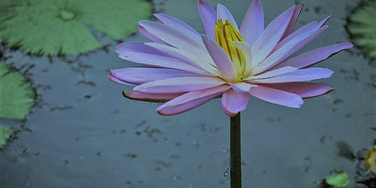 Peleburan Dosa Ala Buddha