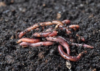 Di Bawah Kaki Namun Vital