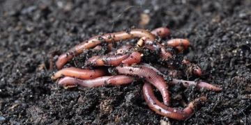 Di Bawah Kaki Namun Vital