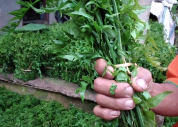 Jukut Paku, Dari Tepi Sungai ke Pasar Kota | Kisah Tengkulak Budiman dari Manikyang