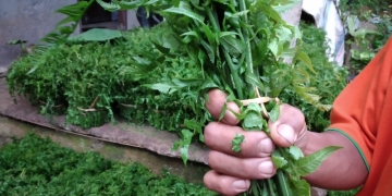 Jukut Paku, Dari Tepi Sungai ke Pasar Kota | Kisah Tengkulak Budiman dari Manikyang