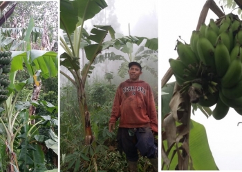 Pisang Susu dari Desa Siakin, Legenda Rasa yang Hampir Punah | Perlu Dibuatkan SE?