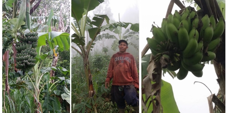 Pisang Susu dari Desa Siakin, Legenda Rasa yang Hampir Punah | Perlu Dibuatkan SE?