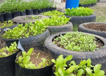 Kultur Menanam, Kultur Siapa?