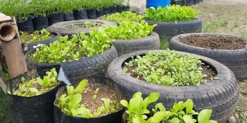 Kultur Menanam, Kultur Siapa?