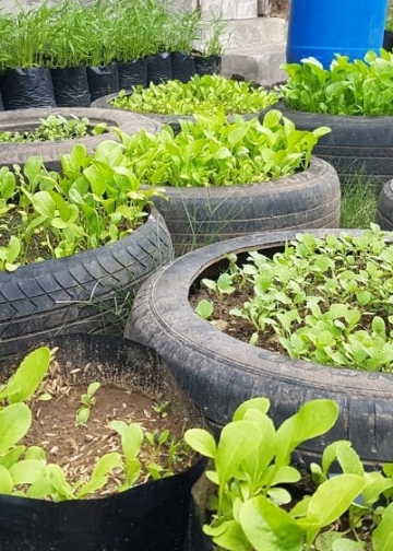 Kultur Menanam, Kultur Siapa?