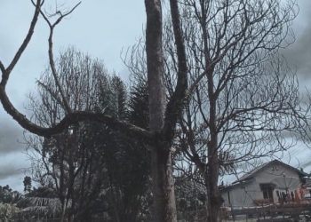 Duku dan Duka | Kisah Kematian Pohon-Pohon