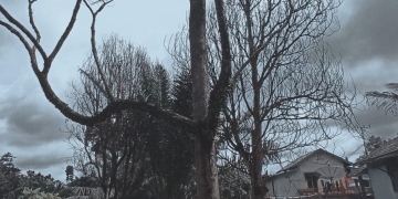 Duku dan Duka | Kisah Kematian Pohon-Pohon