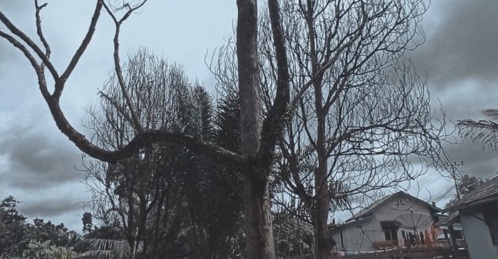 Duku dan Duka | Kisah Kematian Pohon-Pohon