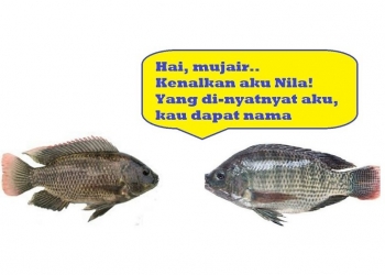 “Nyatnyat” | Ikan Nila Punya Daging,  Mujair Punya Nama