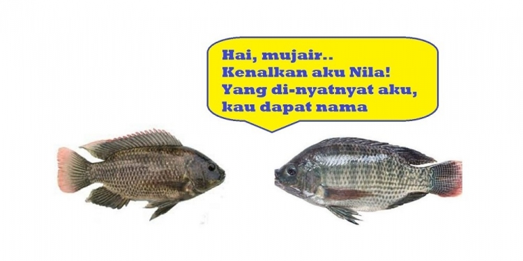 “Nyatnyat” | Ikan Nila Punya Daging,  Mujair Punya Nama