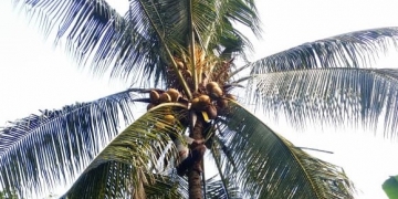 Jro Alap, Kemuliaan Tukang Panjat Kelapa di Desa Les