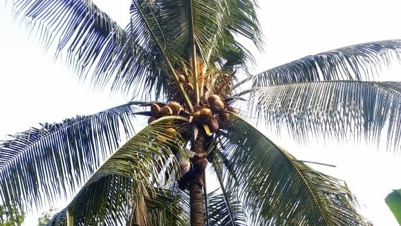 Jro Alap, Kemuliaan Tukang Panjat Kelapa di Desa Les