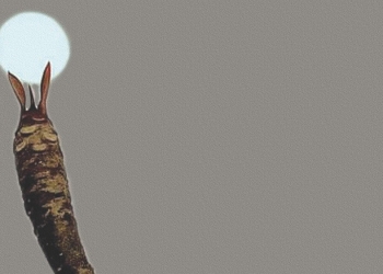 Harapan dan Kematian: Simbiosis Angga Wijaya