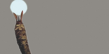 Harapan dan Kematian: Simbiosis Angga Wijaya