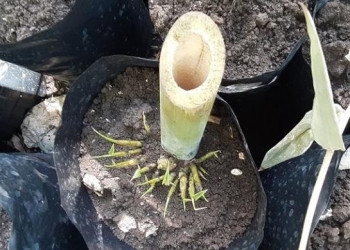 Bambu, Penggerak Sosial Ekonomi dan Peningkatan Kualitas Lingkungan Hidup